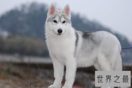 西伯利亚雪橇犬原来是哈士奇，这二货学名那么高级的！