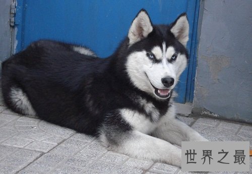 西伯利亚雪橇犬原来是哈士奇，这二货学名那么高级的！