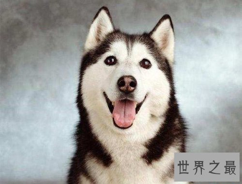 西伯利亚雪橇犬原来是哈士奇，这二货学名那么高级的！