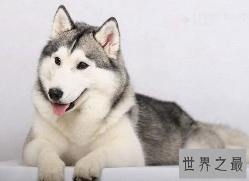 西伯利亚雪橇犬原来是哈士奇，这二货学名那么高级的！