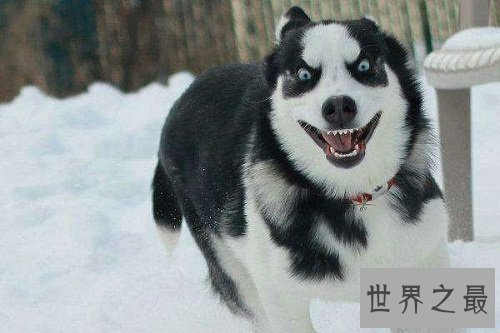 西伯利亚雪橇犬原来是哈士奇，这二货学名那么高级的！
