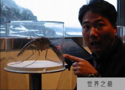 ​世界上最大的蚊子