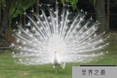 ​世界十大最美的鸟：天鹅上榜，白孔雀位列第一