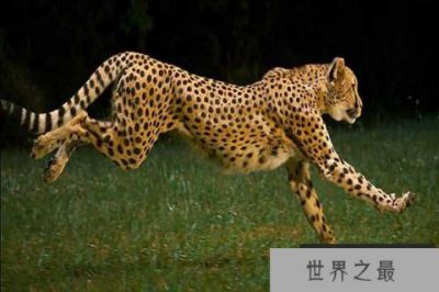 ​世界十大最快的动物 猎豹登顶袋鼠跳跃奔跑方式特殊