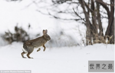 ​世界上最快的兔子