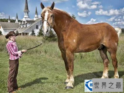 ​世界上最高大的马：身高达2.1米