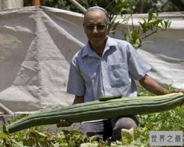 ​世界上最长的黄瓜，长达118厘米，纯绿色