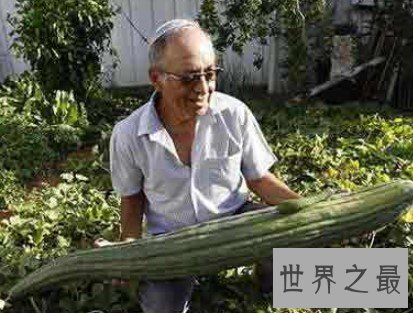 世界上最长的黄瓜，长达118厘米，纯绿色