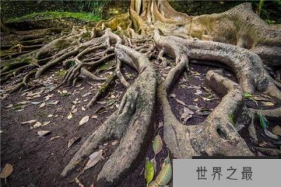 ​世界上最奇特的根：无花果树根深扎地里几十米