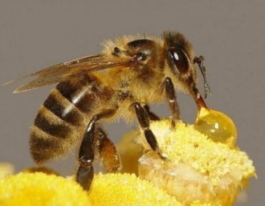 ​地球上体型最大的蜜蜂 华莱士巨蜂简介