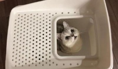 ​小牡丹鹦鹉一顿饮奶量是多少