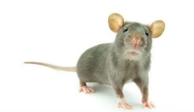 ​被仓鼠咬了会死吗？假如被仓鼠咬了怎么办？