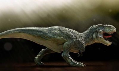 ​科学家描述2024年153个新物种
