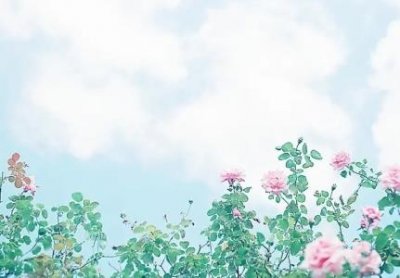 ​地球上最稀有的白狐白狐是稀有动物吗？