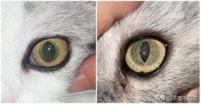 ​乌龟的寿命咋看？乌龟如何看活了多少年