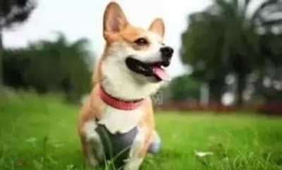 ​狗狗最爱哪个品种，狗最喜欢什么动物