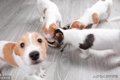 ​经常把乌龟拿在手里玩好不好，把乌龟放在手上有影响吗？
