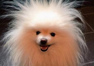 ​狼狗什么情况下会咬人 狼狗会不会咬主人