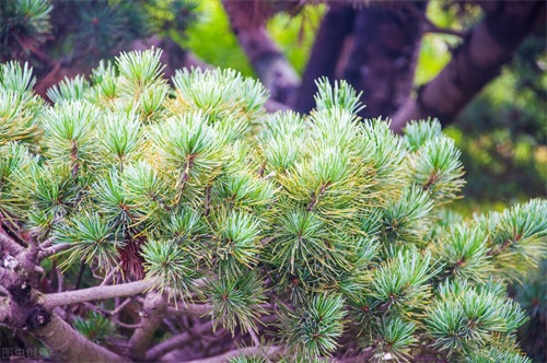 东北最耐寒的竹子（北方常绿植物名称及简介收藏春天备用）
