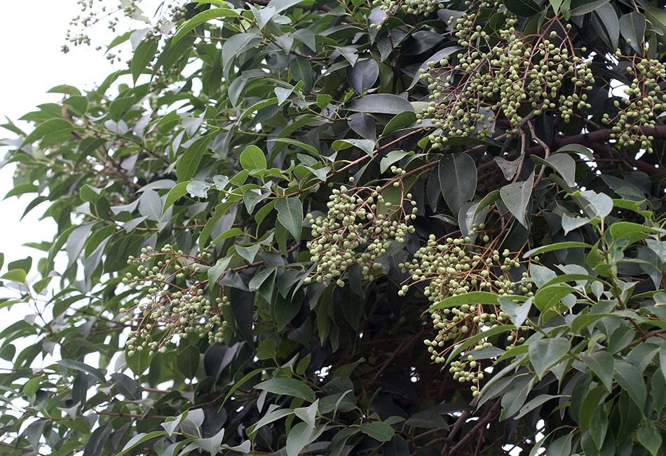 东北最耐寒的竹子（北方常绿植物名称及简介收藏春天备用）