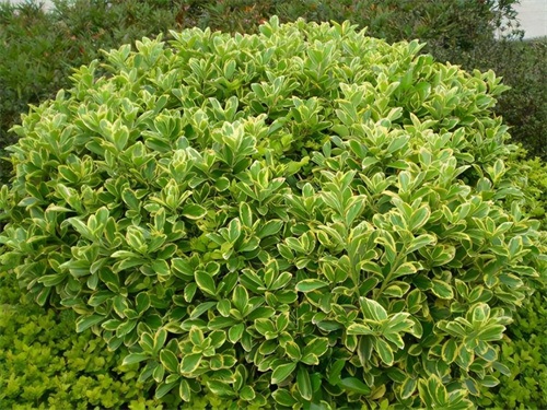 东北最耐寒的竹子（北方常绿植物名称及简介收藏春天备用）