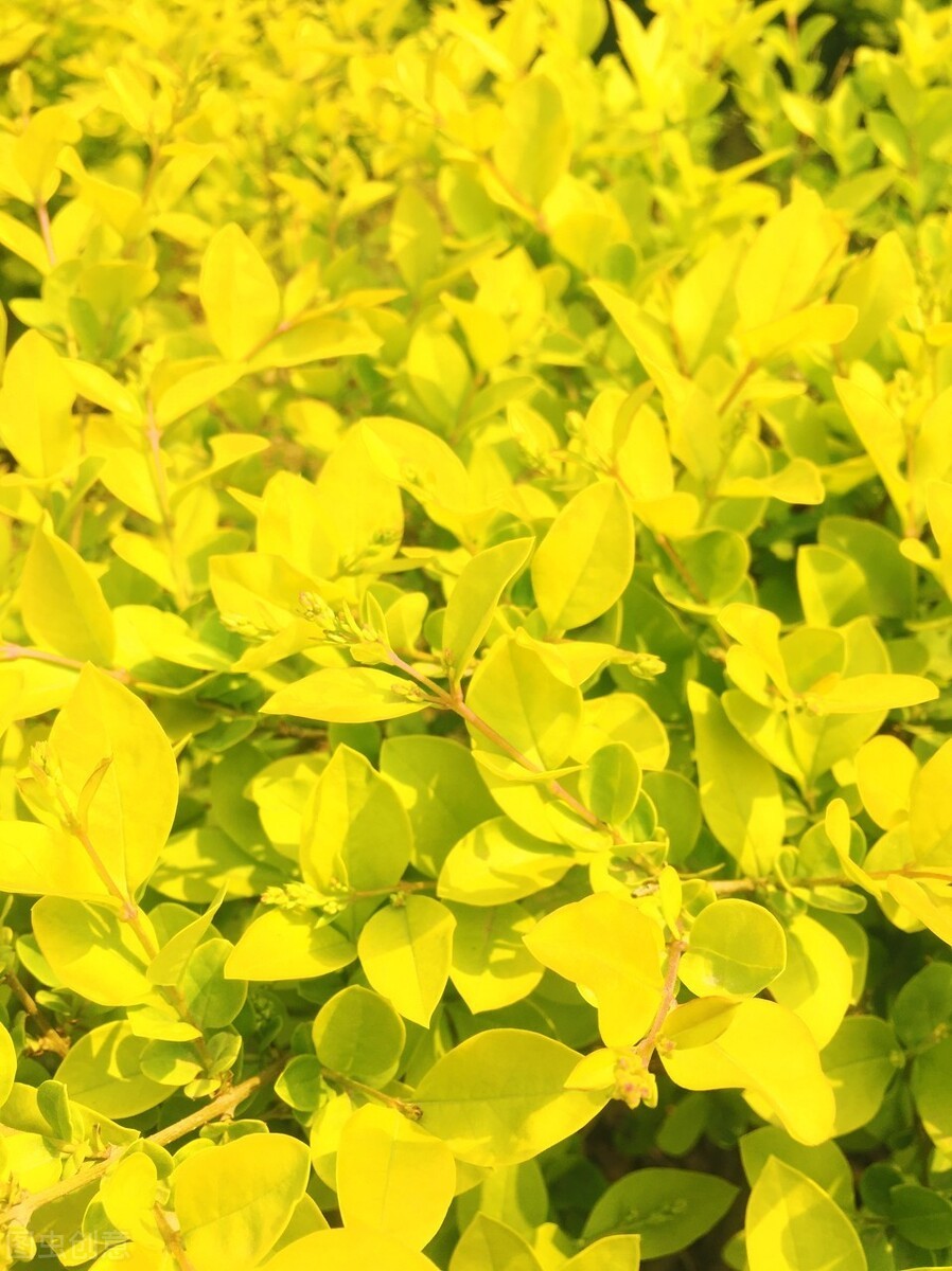 东北最耐寒的竹子（北方常绿植物名称及简介收藏春天备用）