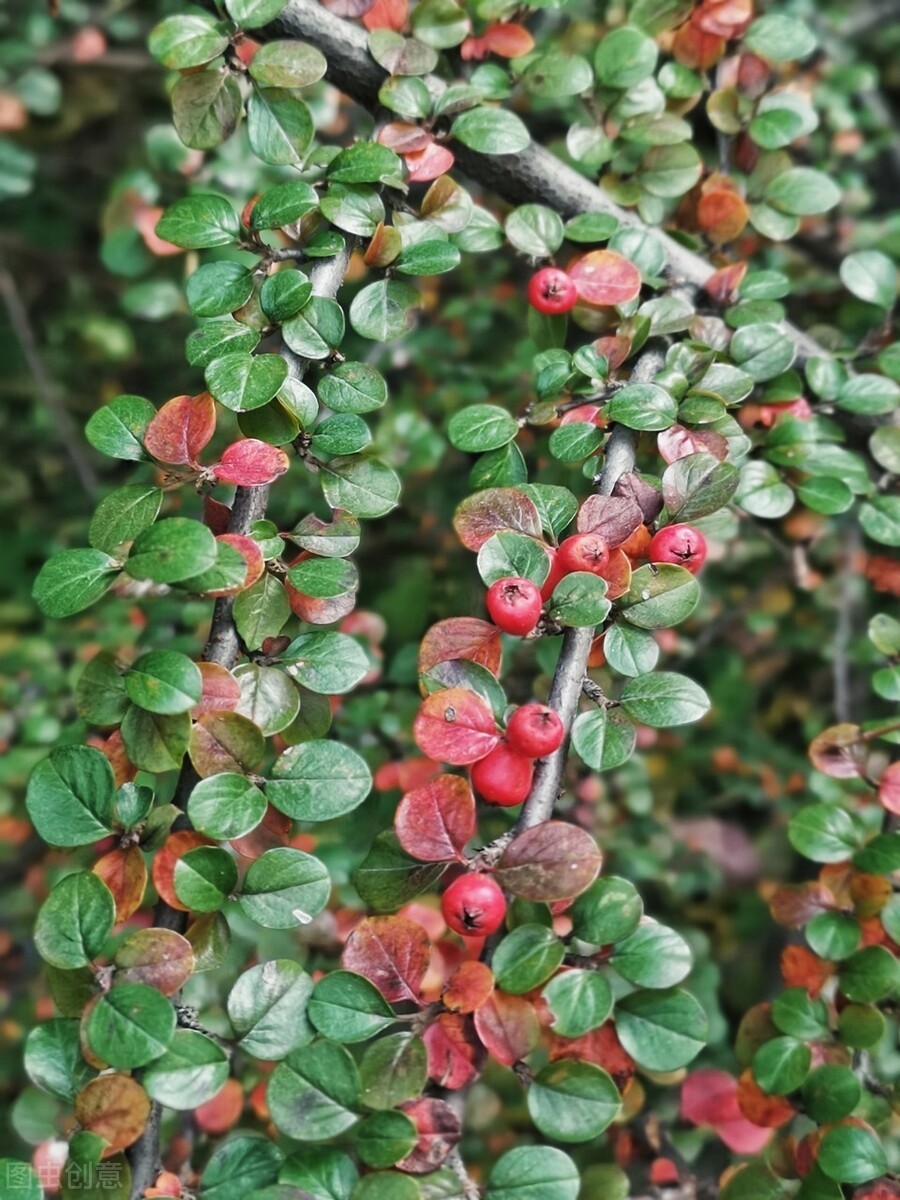 东北最耐寒的竹子（北方常绿植物名称及简介收藏春天备用）