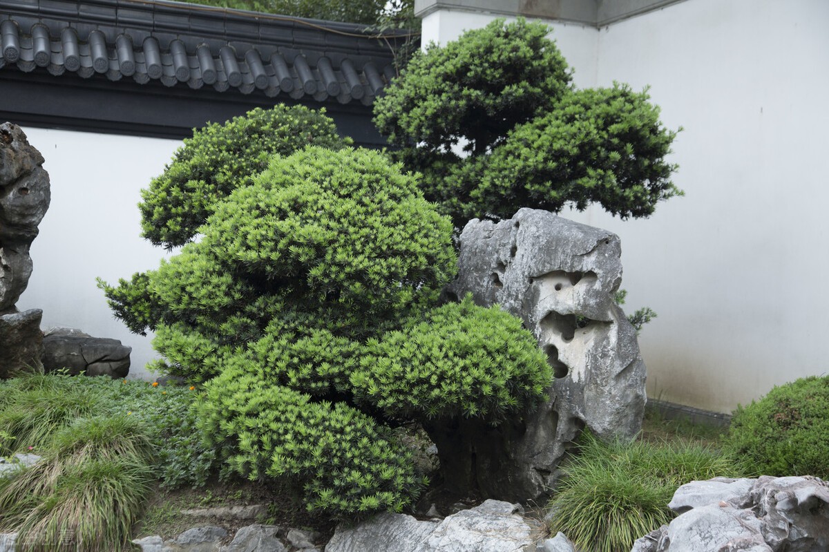 东北最耐寒的竹子（北方常绿植物名称及简介收藏春天备用）