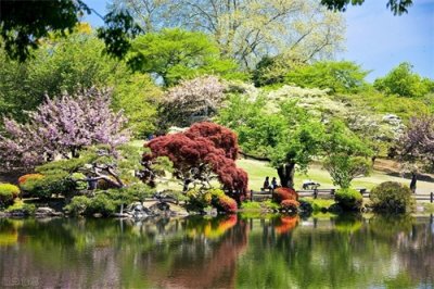​东北最耐寒的竹子（北方常绿植物名称及简介收藏春天备用）