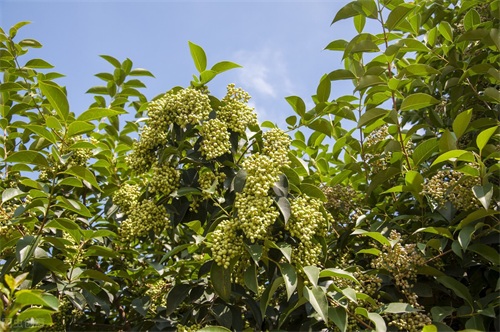 东北最耐寒的竹子（北方常绿植物名称及简介收藏春天备用）