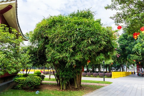 东北最耐寒的竹子（北方常绿植物名称及简介收藏春天备用）