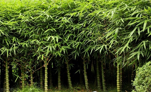 东北最耐寒的竹子（北方常绿植物名称及简介收藏春天备用）
