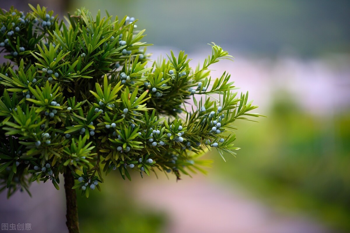 东北最耐寒的竹子（北方常绿植物名称及简介收藏春天备用）
