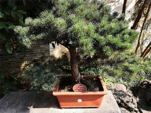 东北最耐寒的竹子（北方常绿植物名称及简介收藏春天备用）