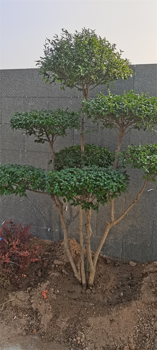 东北最耐寒的竹子（北方常绿植物名称及简介收藏春天备用）