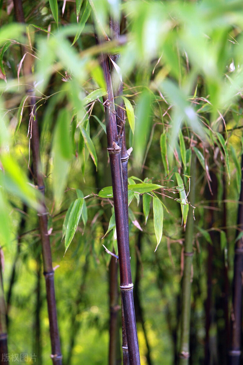东北最耐寒的竹子（北方常绿植物名称及简介收藏春天备用）