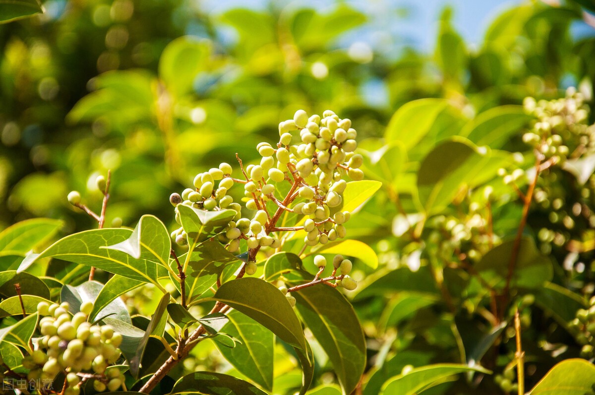 东北最耐寒的竹子（北方常绿植物名称及简介收藏春天备用）