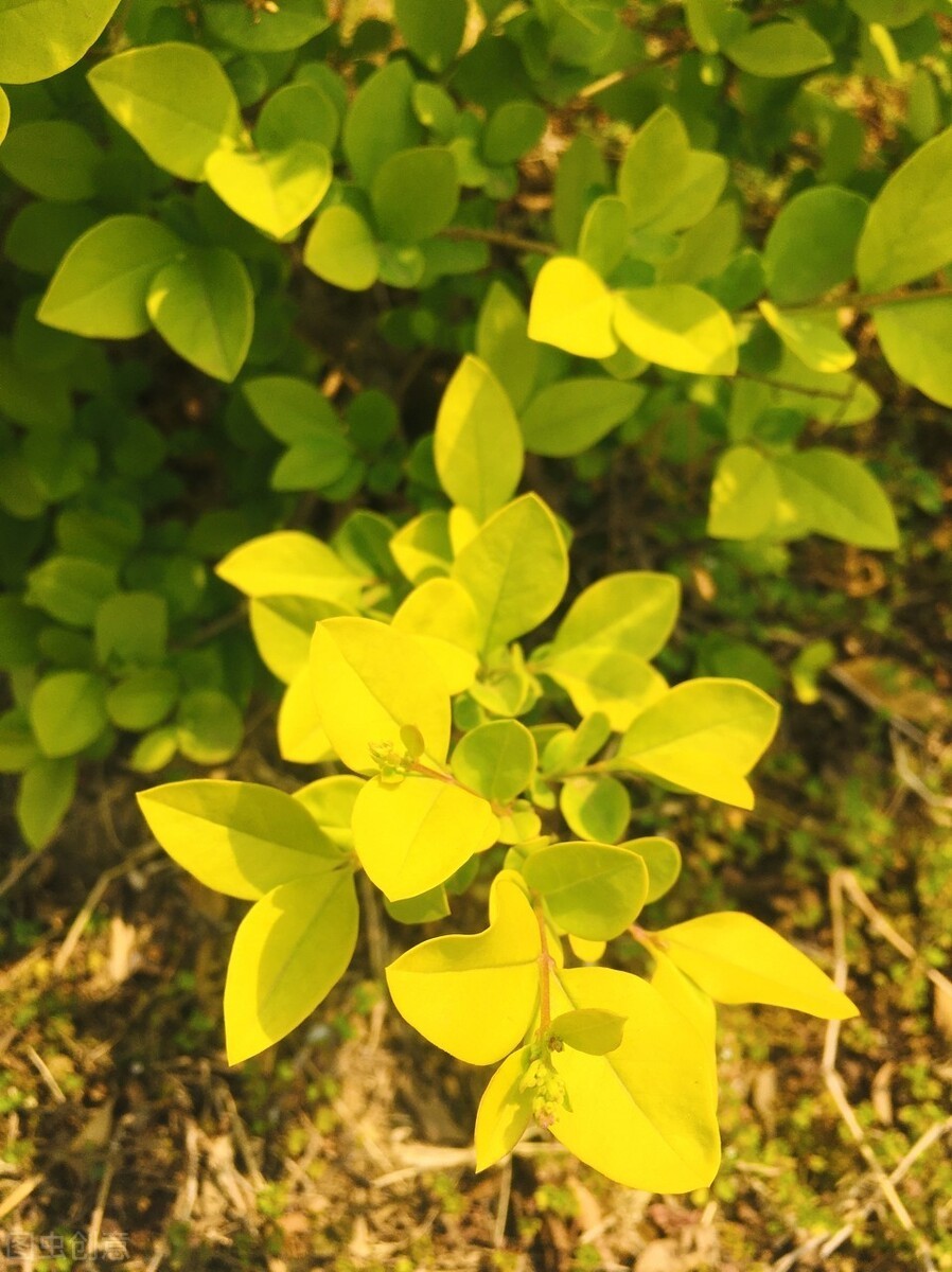 东北最耐寒的竹子（北方常绿植物名称及简介收藏春天备用）