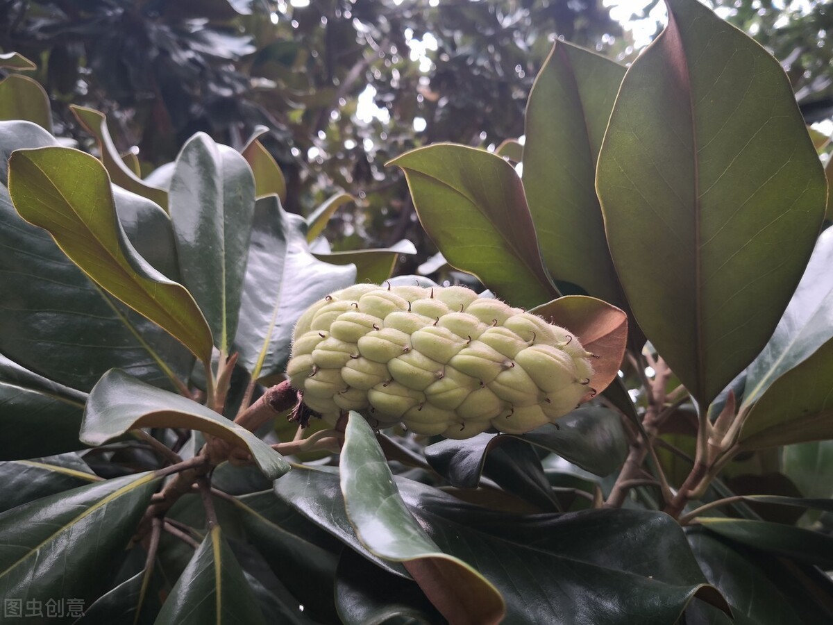 东北最耐寒的竹子（北方常绿植物名称及简介收藏春天备用）