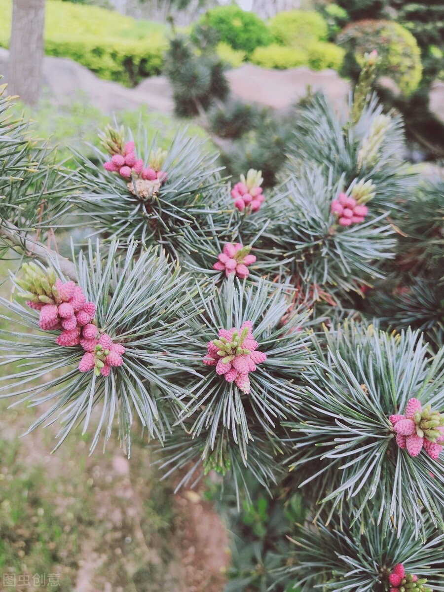 东北最耐寒的竹子（北方常绿植物名称及简介收藏春天备用）