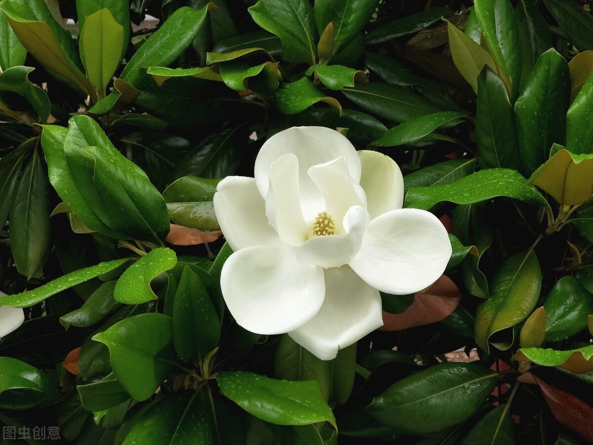 东北最耐寒的竹子（北方常绿植物名称及简介收藏春天备用）