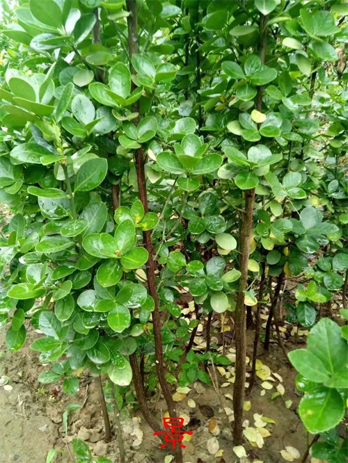 东北最耐寒的竹子（北方常绿植物名称及简介收藏春天备用）