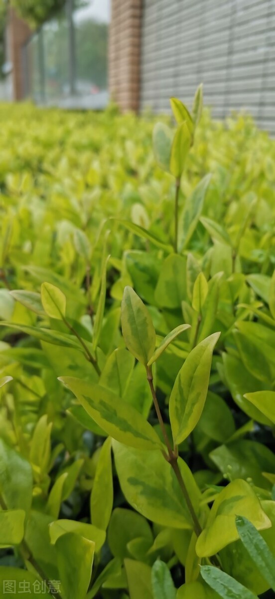 东北最耐寒的竹子（北方常绿植物名称及简介收藏春天备用）