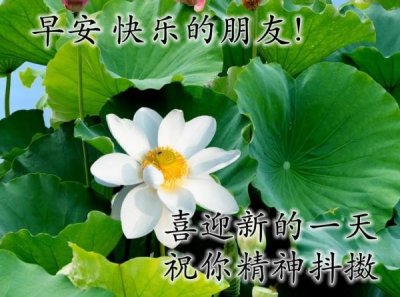 ​爱意的问候早上好，清早很美的早上好问候语图片大全