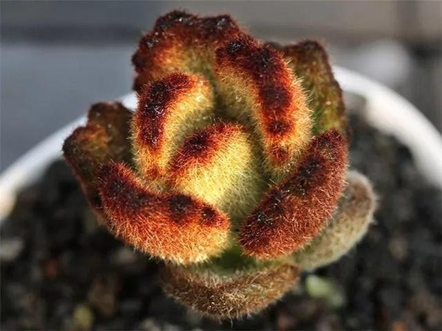 秋天最好养的多肉，1棵能爆20个头，掰掉又是一大盆