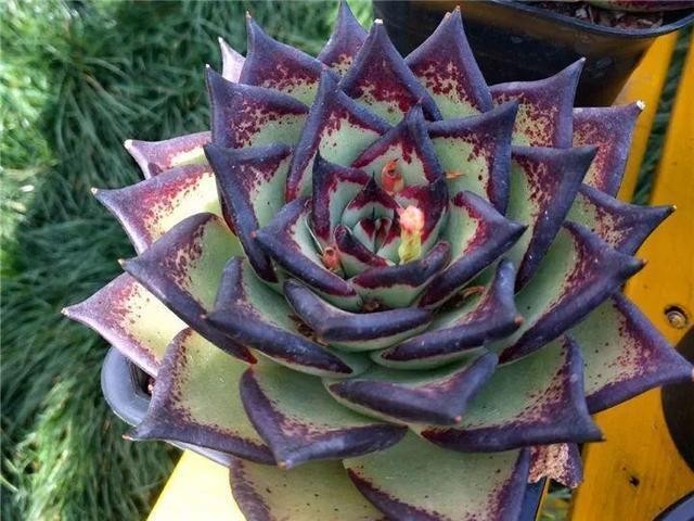 秋天最好养的多肉，1棵能爆20个头，掰掉又是一大盆