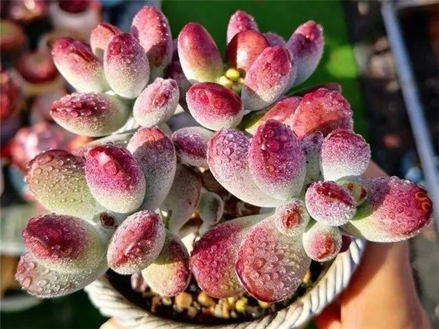 秋天最好养的多肉，1棵能爆20个头，掰掉又是一大盆