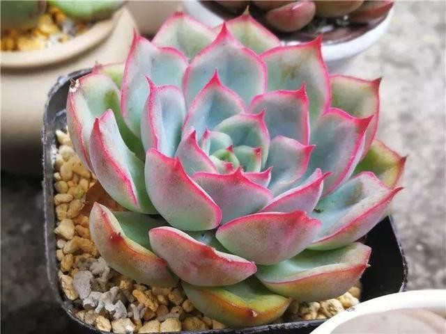 秋天最好养的多肉，1棵能爆20个头，掰掉又是一大盆
