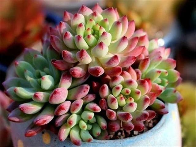 秋天最好养的多肉，1棵能爆20个头，掰掉又是一大盆