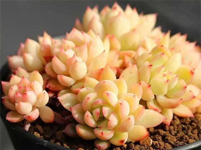 秋天最好养的多肉，1棵能爆20个头，掰掉又是一大盆